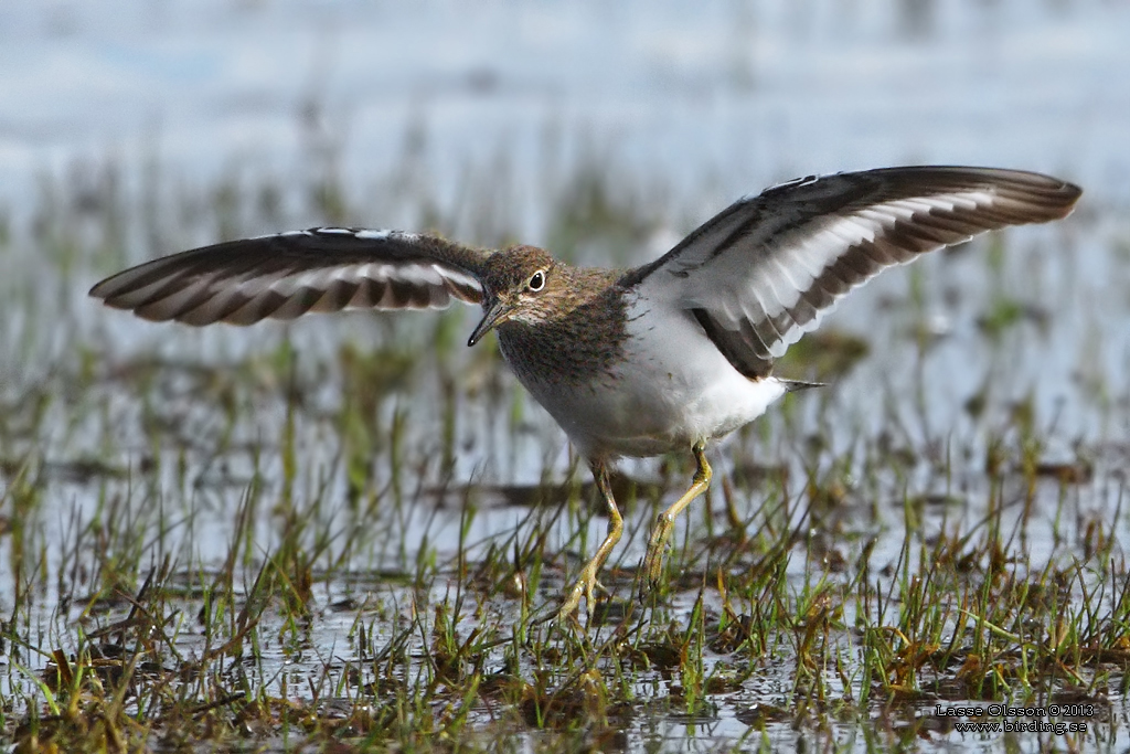 DRILLSNPPA / COMMON SANDPIPER (Actitis hypoleuca) - Stng / Close