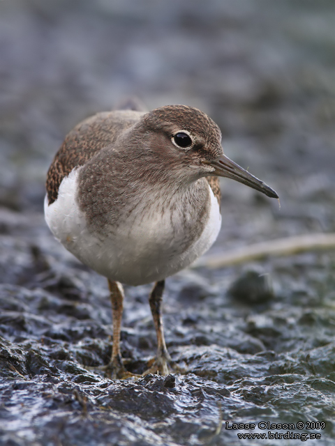 DRILLSNÄPPA / COMMON SANDPIPER (Actitis hypoleuca) - stor bild / full size