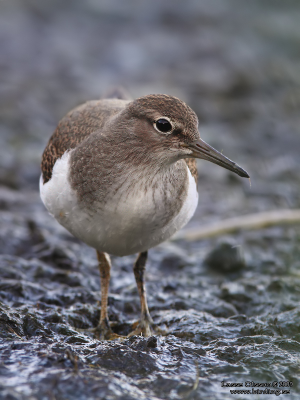 DRILLSNPPA / COMMON SANDPIPER (Actitis hypoleuca) - Stng / Close