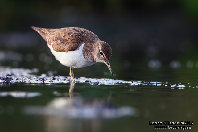 DRILLSNÄPPA / COMMON SANDPIPER (Actitis hypoleuca) - stor bild / full size