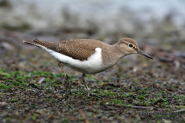 DRILLSNÄPPA / COMMON SANDPIPER (Actitis hypoleuca) - stor bild / full size