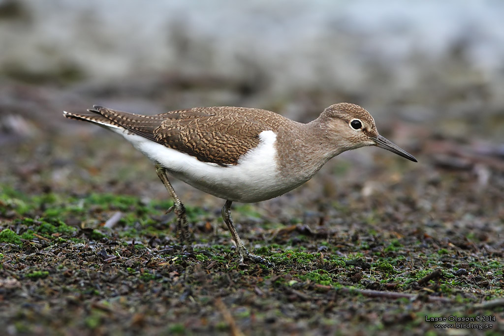 DRILLSNPPA / COMMON SANDPIPER (Actitis hypoleuca) - Stng / Close