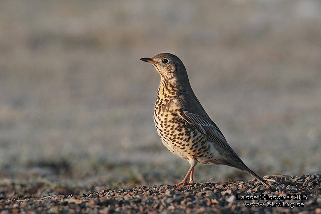 DUBBELTRAST / MISTLE THRUSH (Turdus viscivorus) - STOR BILD / FULL SIZE