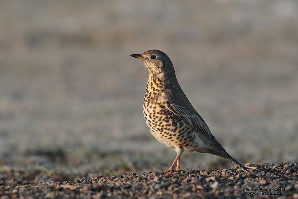 DUBBELTRAST / MISTLE THRUSH (Turdus viscivorus) - Stäng / Close