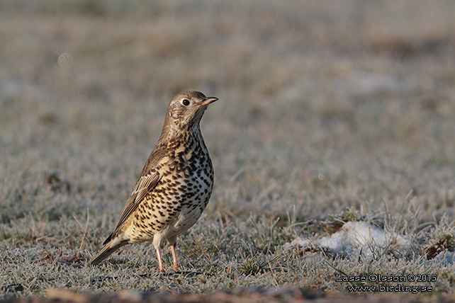 DUBBELTRAST / MISTLE THRUSH (Turdus viscivorus) - STOR BILD / FULL SIZE