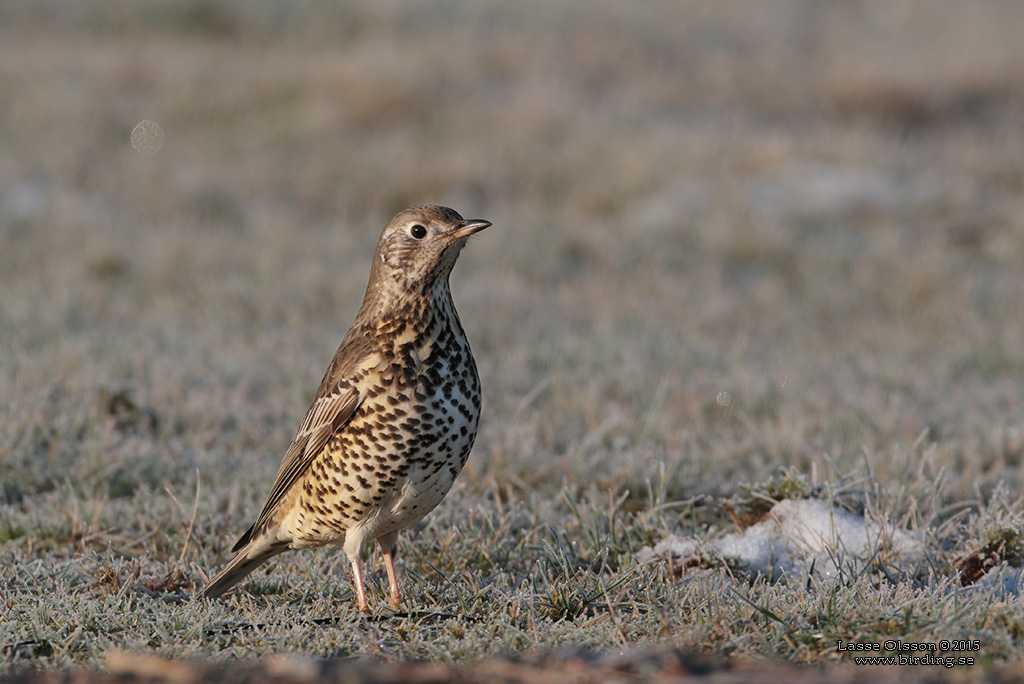 DUBBELTRAST / MISTLE THRUSH (Turdus viscivorus) - Stäng / Close