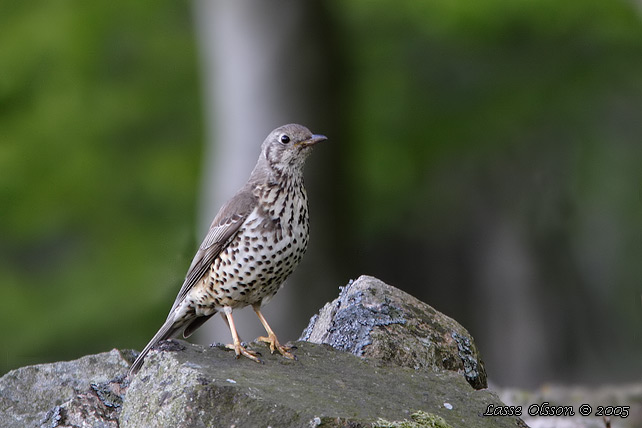 DUBBELTRAST / MISTLE THRUSH (Turdus viscivorus)