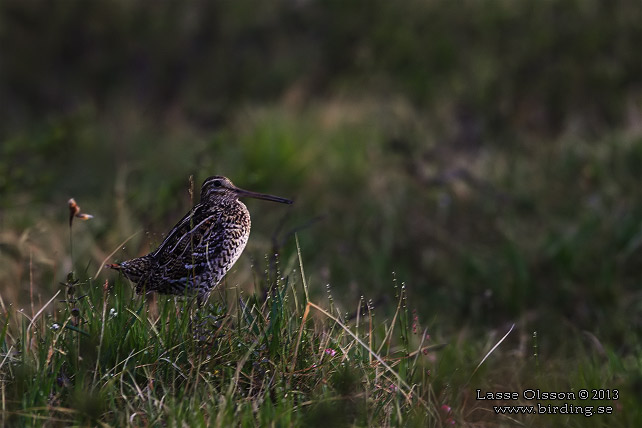 DUBBELBECKASIN / GREAT SNIPE (Gallinago media) - stor bild / full size