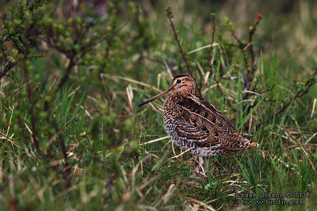 DUBBELBECKASIN / GREAT SNIPE (Gallinago media) - stor bild / full size