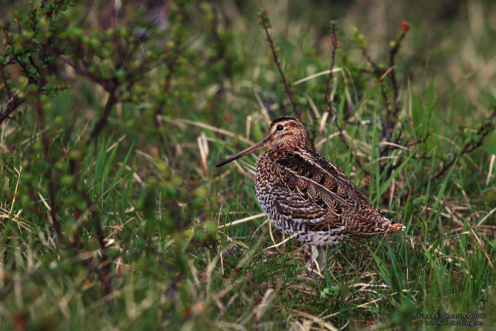 DUBBELBECKASIN / GREAT SNIPE (Gallinago media) - Stäng / Close