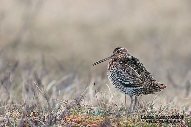 DUBBELBECKASIN / GREAT SNIPE (Gallinago media) - stor bild / full size