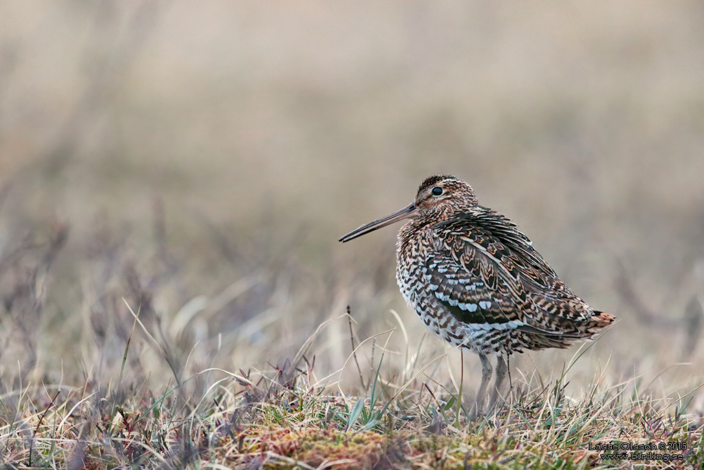 DUBBELBECKASIN / GREAT SNIPE (Gallinago media) - Stäng / Close