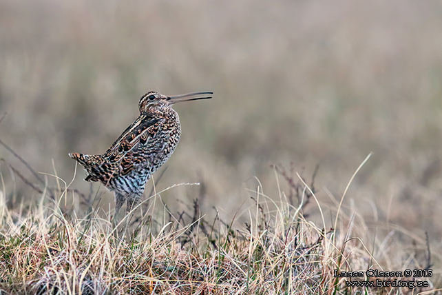 DUBBELBECKASIN / GREAT SNIPE (Gallinago media) - stor bild / full size