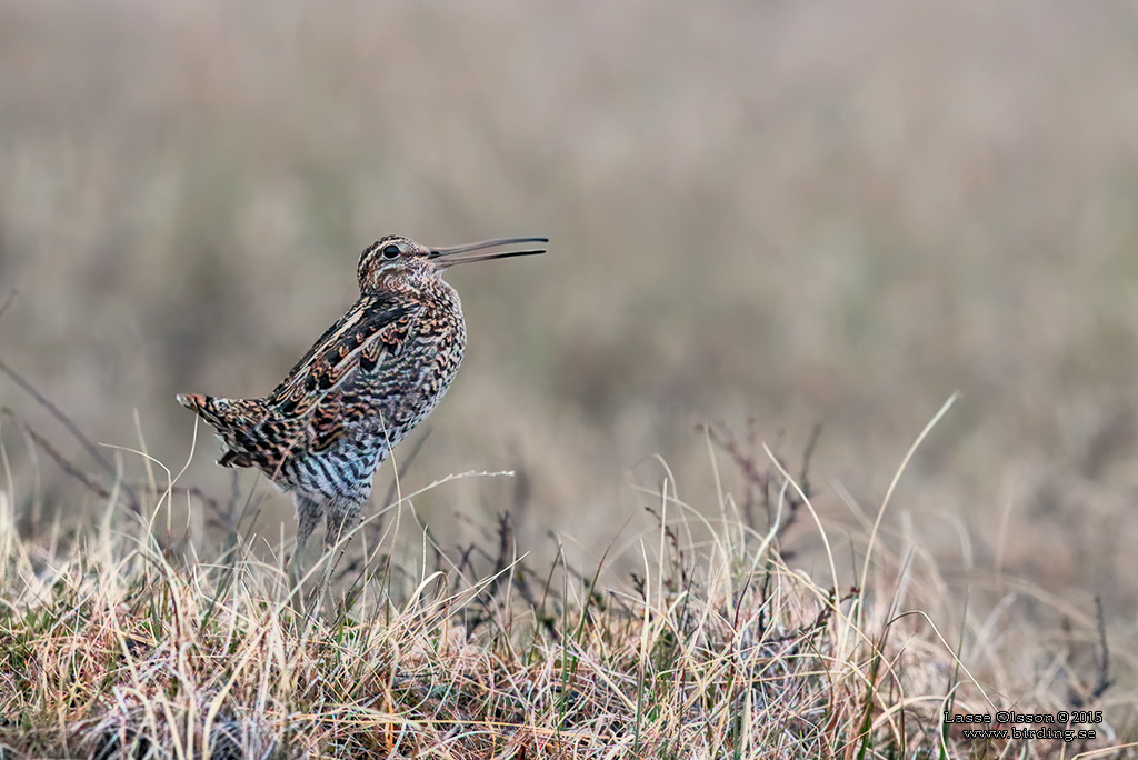 DUBBELBECKASIN / GREAT SNIPE (Gallinago media) - Stäng / Close