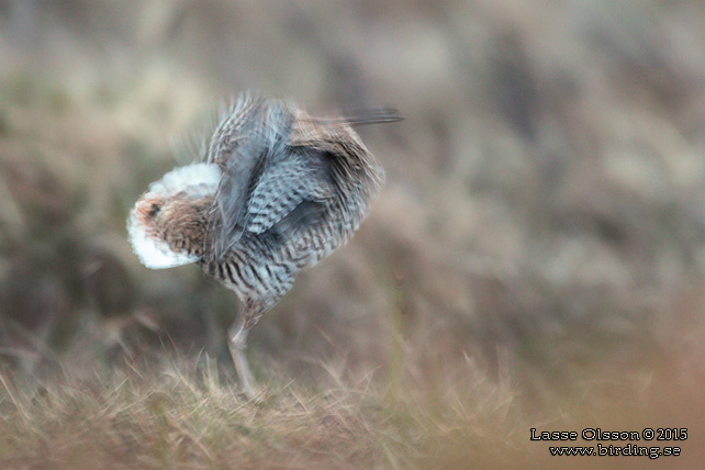 DUBBELBECKASIN / GREAT SNIPE (Gallinago media) - stor bild / full size