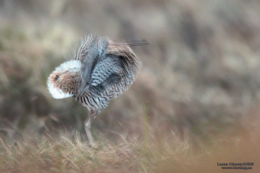 DUBBELBECKASIN / GREAT SNIPE (Gallinago media) - Stäng / Close