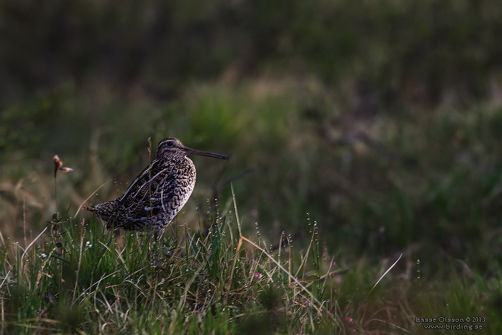 DUBBELBECKASIN / GREAT SNIPE (Gallinago media) - Stäng / Close