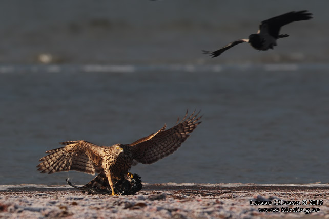 DUVHÖK / NORTHERN GOSHAWK (Accipiter gentilis) - stor bild / full size