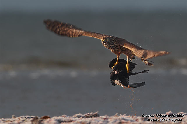 DUVHÖK / NORTHERN GOSHAWK (Accipiter gentilis) - stor bild / full size