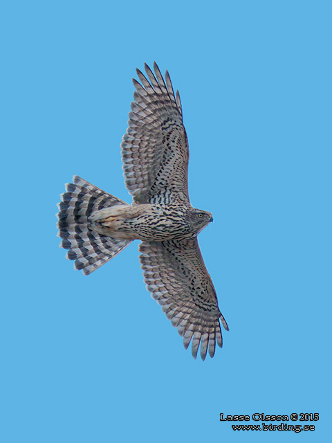 DUVHÖK / NORTHERN GOSHAWK (Accipiter gentilis) - stor bild / full size