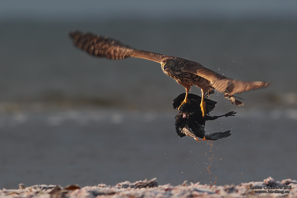 DUVHK / NORTHERN GOSHAWK (Accipiter gentilis) - Stng / Close