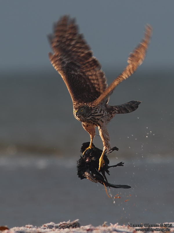 DUVHK / NORTHERN GOSHAWK (Accipiter gentilis) - Stng / Close