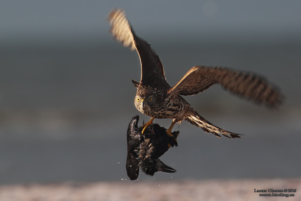 DUVHK / NORTHERN GOSHAWK (Accipiter gentilis) - Stng / Close