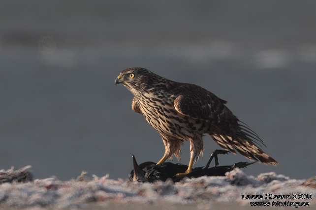 DUVHÖK / NORTHERN GOSHAWK (Accipiter gentilis) - stor bild / full size