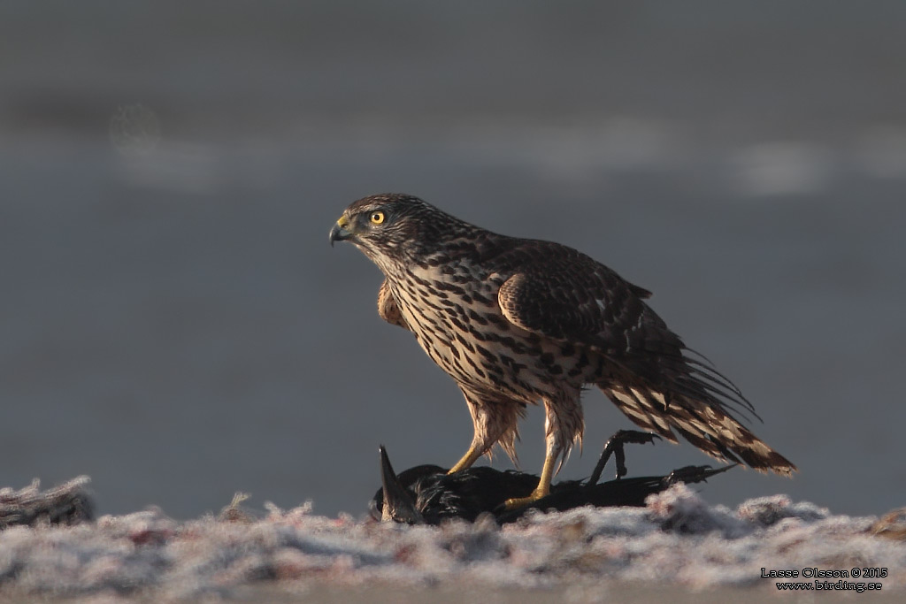 DUVHK / NORTHERN GOSHAWK (Accipiter gentilis) - Stng / Close