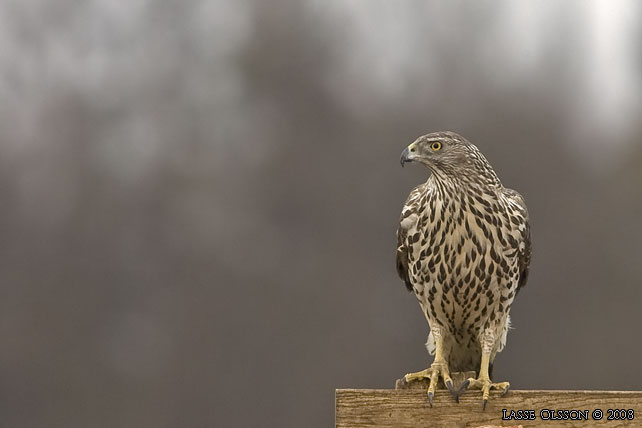 DUVHK / NORTHERN GOSHAWK (Accipiter gentilis) - stor bild / full size