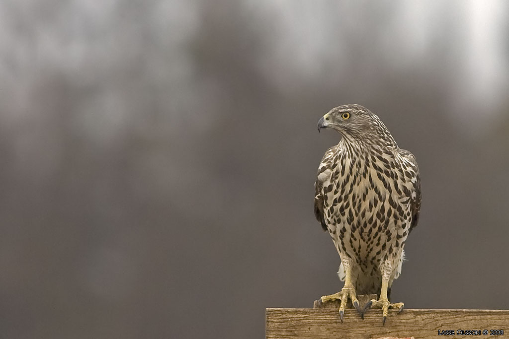 DUVHK / NORTHERN GOSHAWK (Accipiter gentilis) - Stng / Close