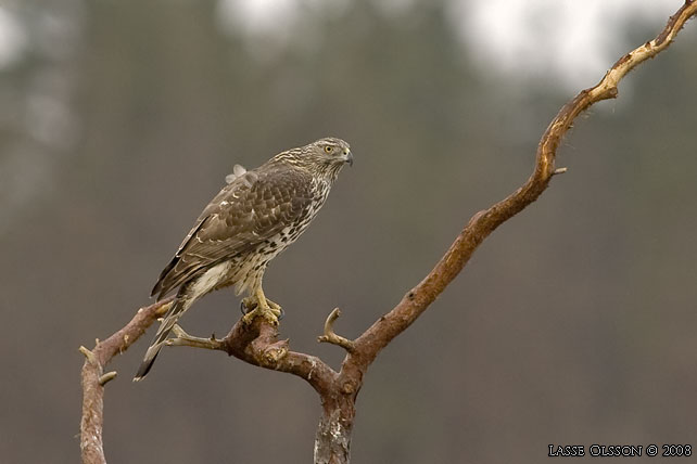 DUVHK / NORTHERN GOSHAWK (Accipiter gentilis) - stor bild / full size