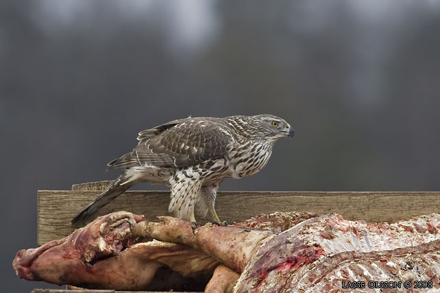 DUVHK / NORTHERN GOSHAWK (Accipiter gentilis) - stor bild / full size