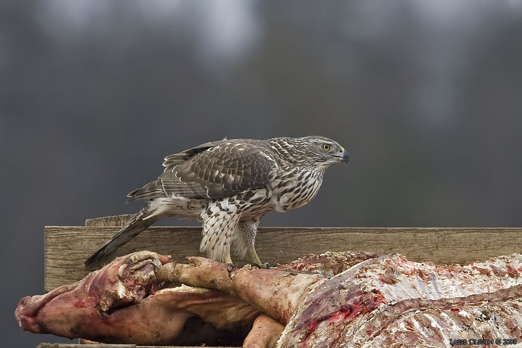 DUVHK / NORTHERN GOSHAWK (Accipiter gentilis) - Stng / Close