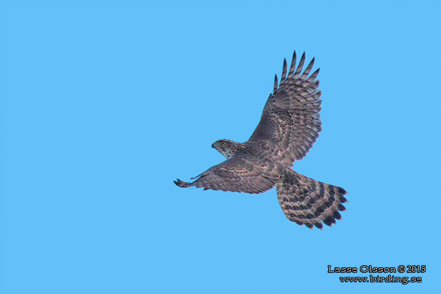 DUVHÖK / NORTHERN GOSHAWK (Accipiter gentilis) - stor bild / full size