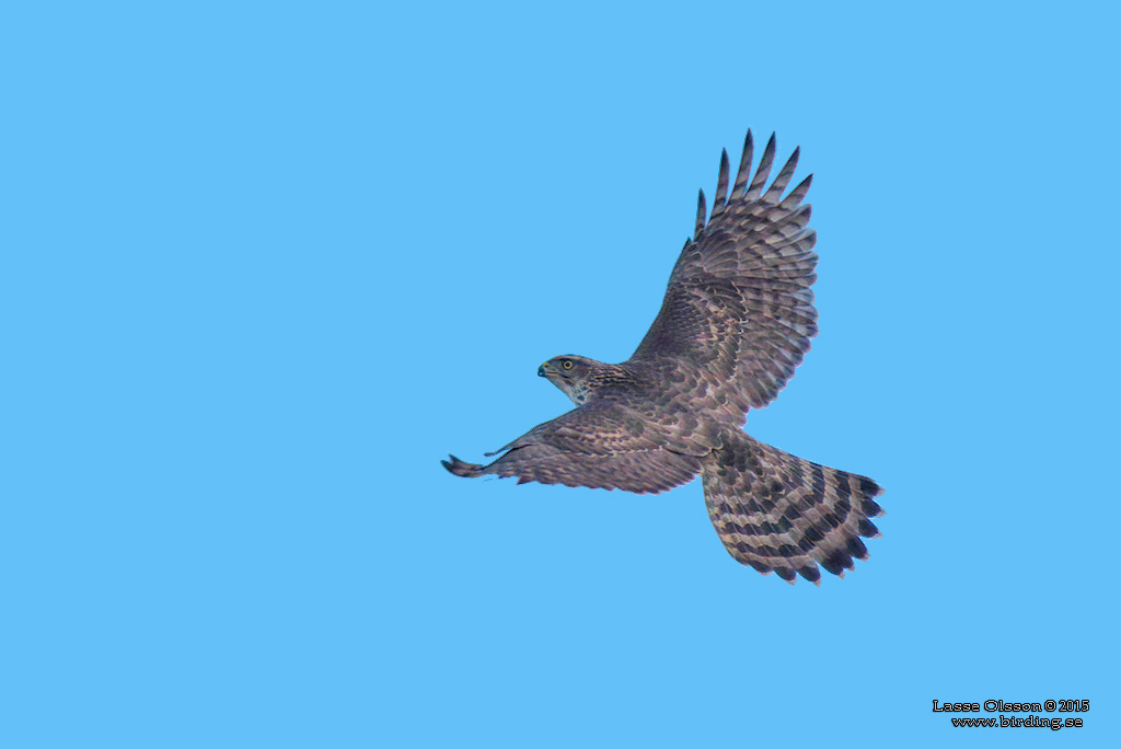 DUVHK / NORTHERN GOSHAWK (Accipiter gentilis) - Stng / Close