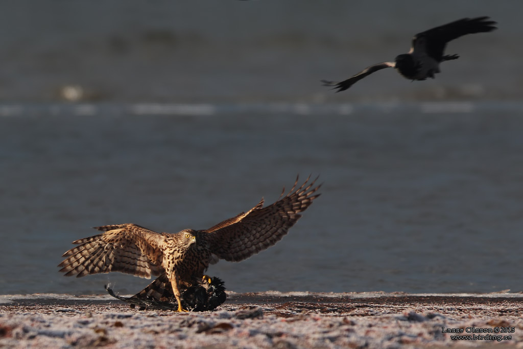 DUVHK / NORTHERN GOSHAWK (Accipiter gentilis) - Stng / Close