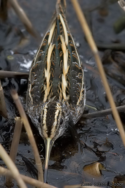 DVRGBECKASIN / JACK SNIPE (Lymnocryptes minimus)