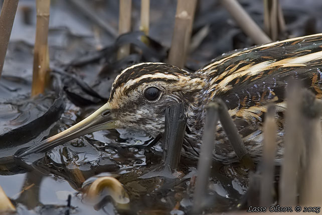 DVRGBECKASIN / JACK SNIPE (Lymnocryptes minimus)