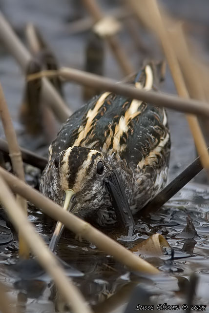 DVRGBECKASIN / JACK SNIPE (Lymnocryptes minimus)