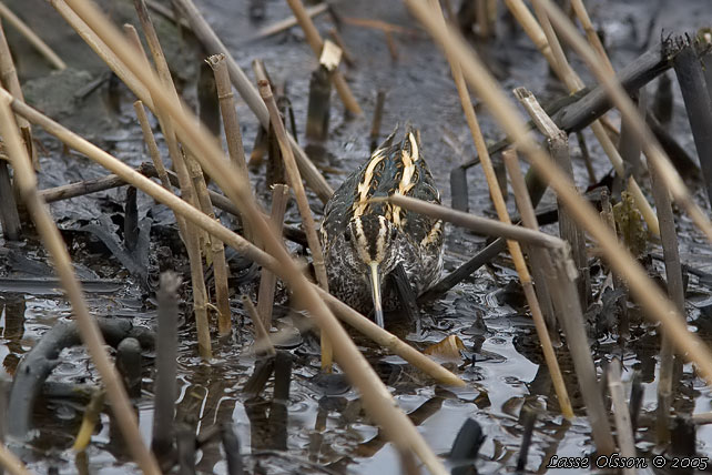 DVRGBECKASIN / JACK SNIPE (Lymnocryptes minimus)