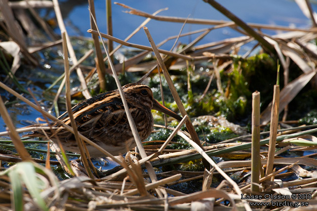 DVRGBECKASIN / JACK SNIPE (Lymnocryptes minimus) - STOR BILD / FULL SIZE