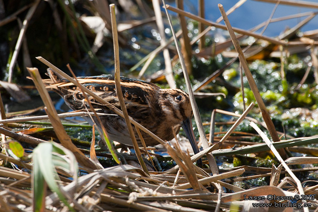 DVRGBECKASIN / JACK SNIPE (Lymnocryptes minimus) - STOR BILD / FULL SIZE