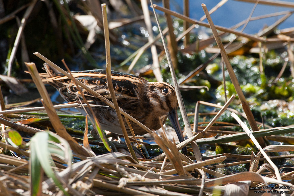 DVRGBECKASIN / JACK SNIPE (Lymnocryptes minimus) - Stng / Close