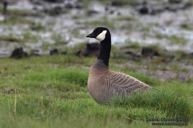 DVÄRGKANADAGÅS / CACKLING GOOSE (Branta hutchinsii) - stor bild / full size