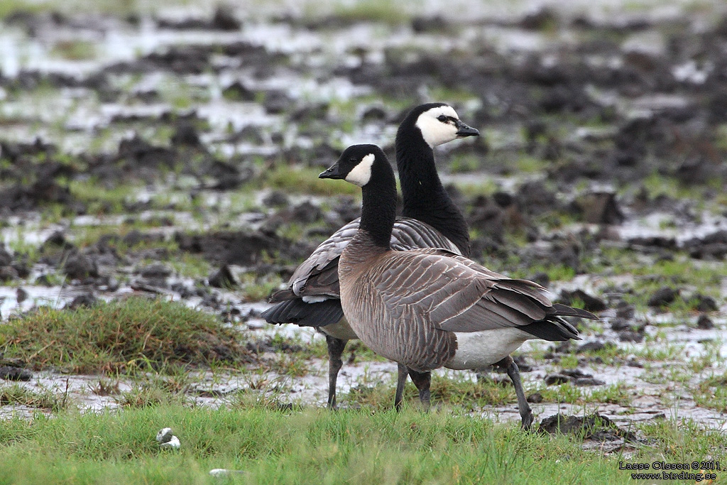 DVÄRGKANADAGÅS / CACKLING GOOSE (Branta hutchinsii) - Stäng / Close