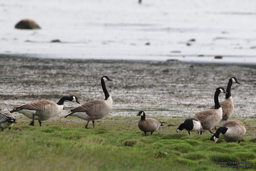 DVÄRGKANADAGÅS / CACKLING GOOSE (Branta hutchinsii) - Stäng / Close