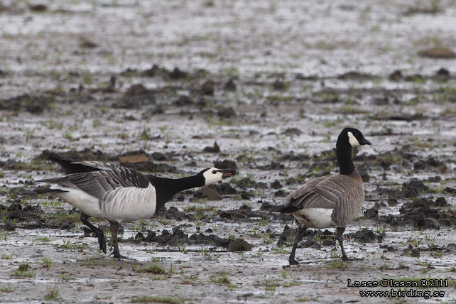 DVÄRGKANADAGÅS / CACKLING GOOSE (Branta hutchinsii) - stor bild / full size