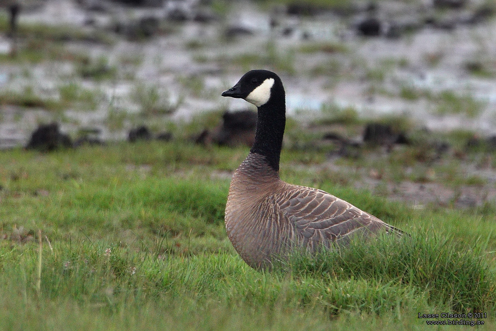 DVÄRGKANADAGÅS / CACKLING GOOSE (Branta hutchinsii) - Stäng / Close