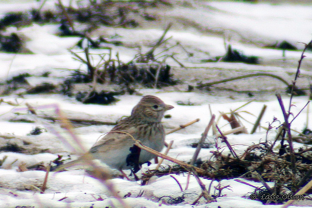 DVRGLRKA / LESSER SHORT-TOED LARK (Calandra rufescens)